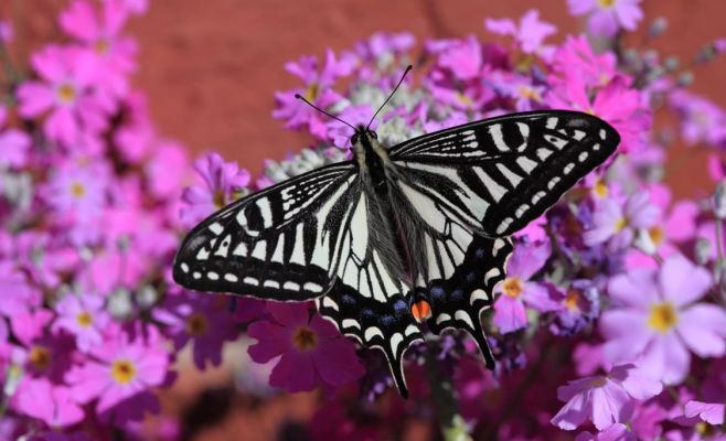 Тактильная выставка бабочек