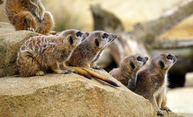 Что ждет посетителей пражского зоопарка в новом сезоне?