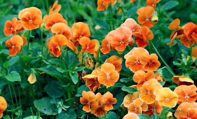 Выставка африканских фиалок