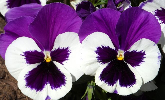 Выставка африканских фиалок