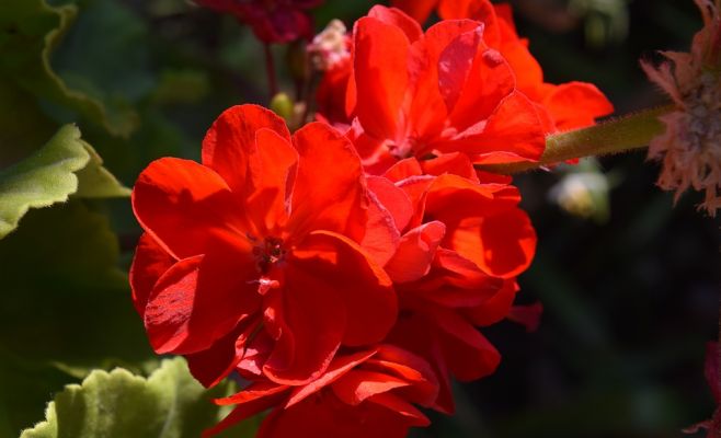 Выставка африканских фиалок