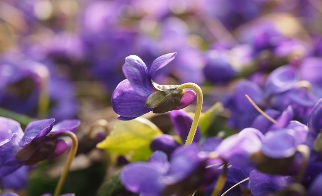 Выставка африканских фиалок