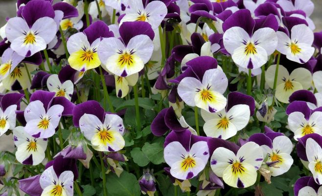 Выставка африканских фиалок