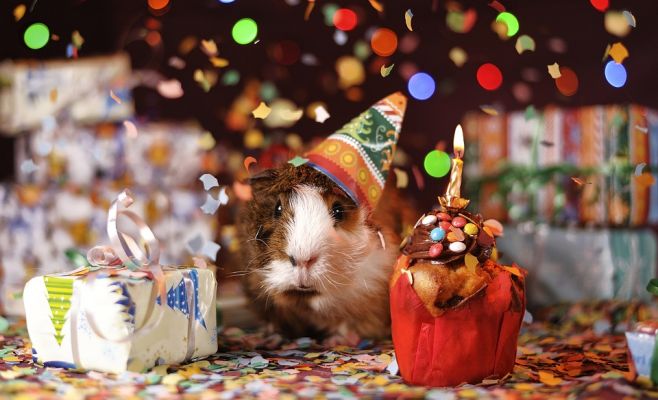 Выставка морских свинок на Жижкове