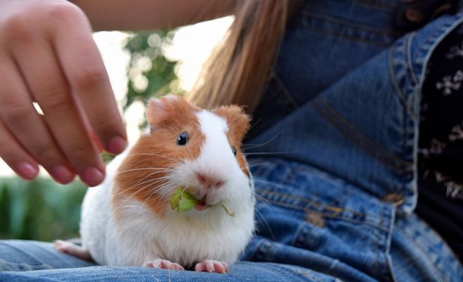 Выставка морских свинок на Жижкове