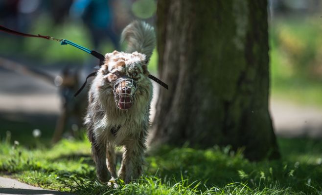 Каникросс Volkswagen Marathon Weekend