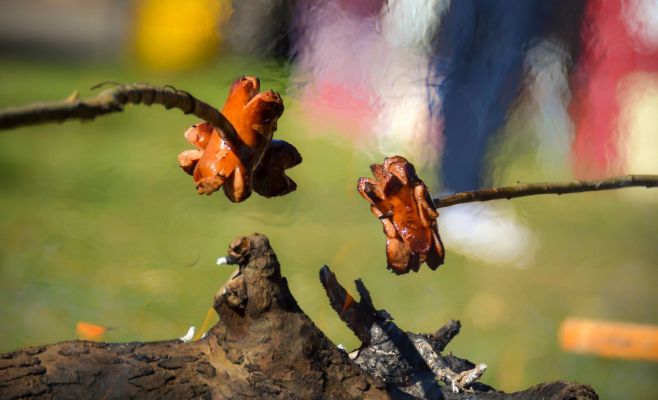 Фестиваль грибов