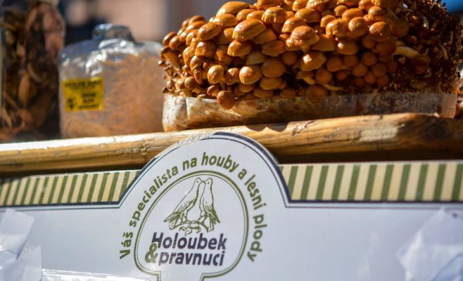 Фестиваль грибов