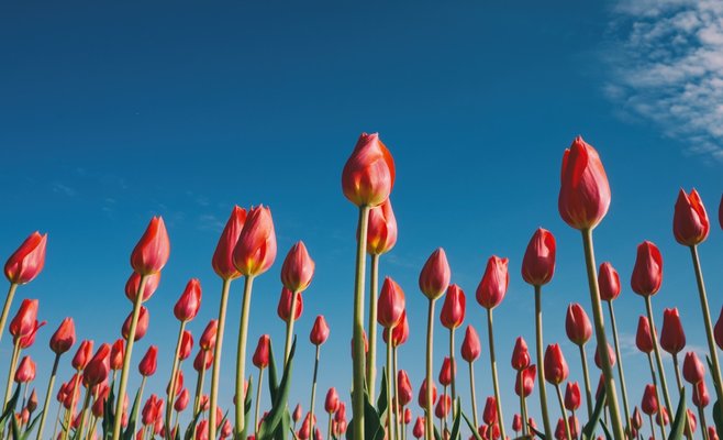 Выставка тюльпанов в дендрологическом саду 2019