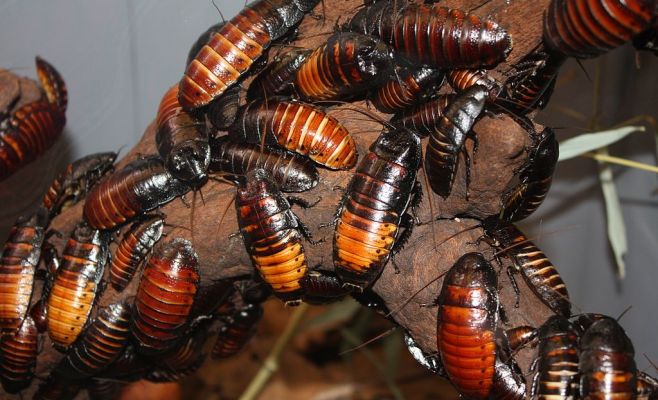 Новый тренд: Пражане начали покупать мадагаскарских тараканов в качестве домашних животных