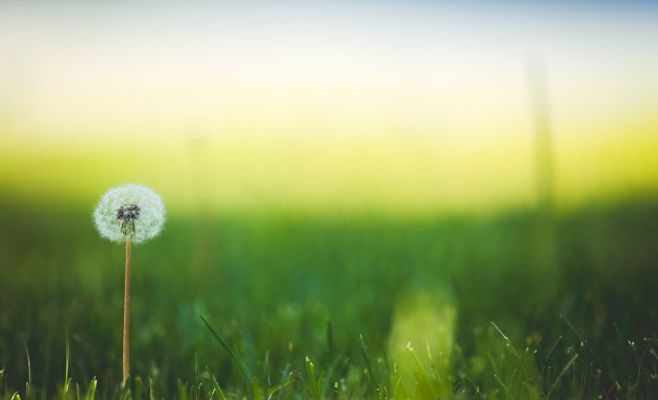 Фестиваль Letná roste