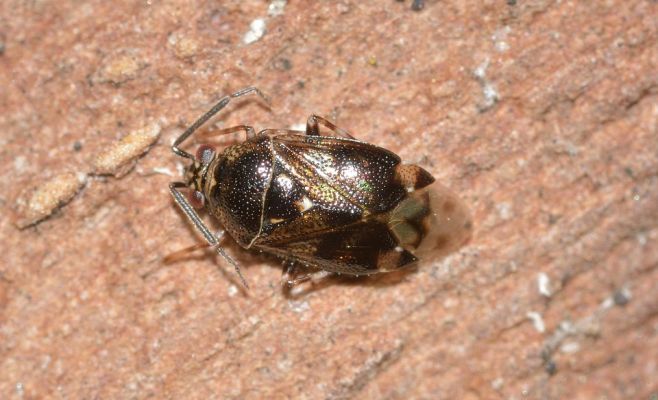 Чешские города переживают нашествие клопов