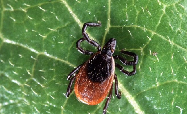 Внимание! Клещи в эти выходные особенно активны