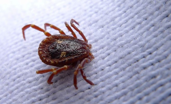 Внимание! Клещи в эти выходные вновь будут весьма активны