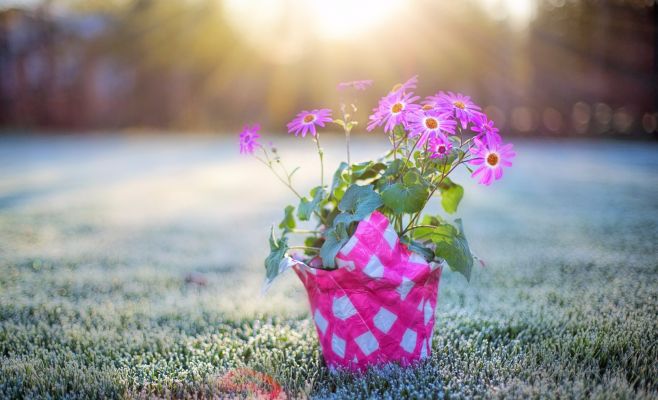 Май будет холодным, ожидаются утренние морозы