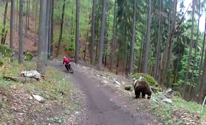 За чехом, ехавшим на велосипеде по лесу, погнался медведь. Видео