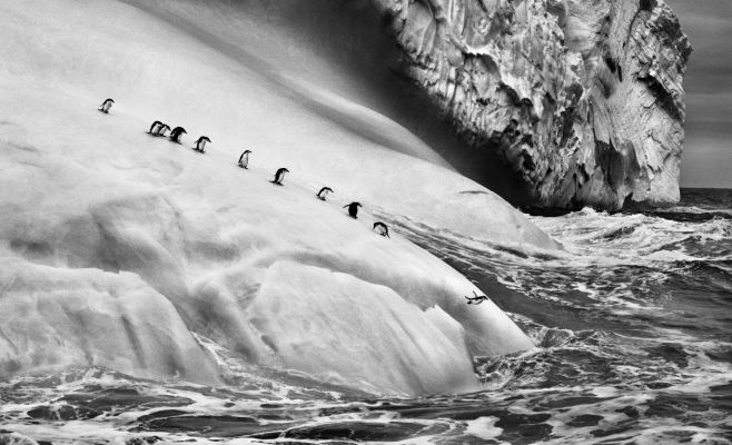 Себастьян Сальгадо: Genesis