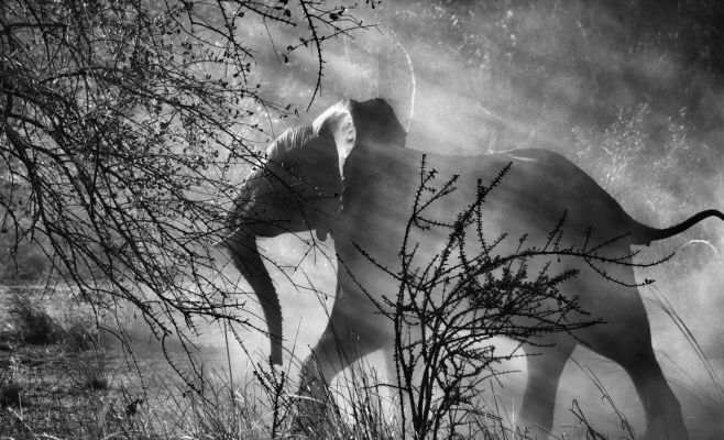 Себастьян Сальгадо: Genesis