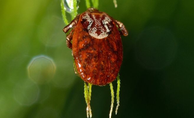 Названы места в Праге, где вас могут укусить энцефалитные клещи