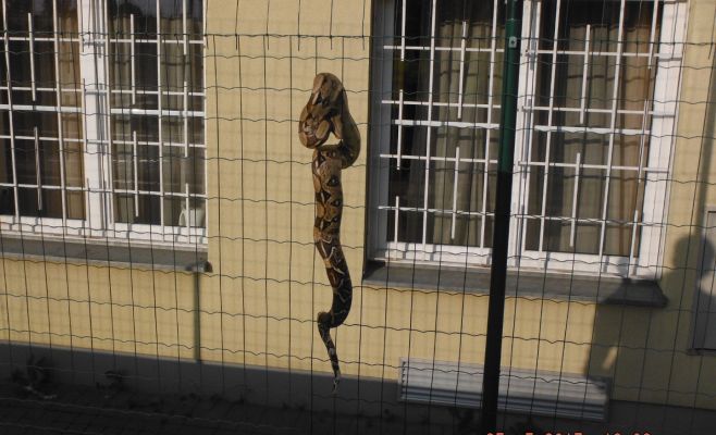 1,5-метровый королевский удав перепугал постояльцев дома для престарелых в Праге