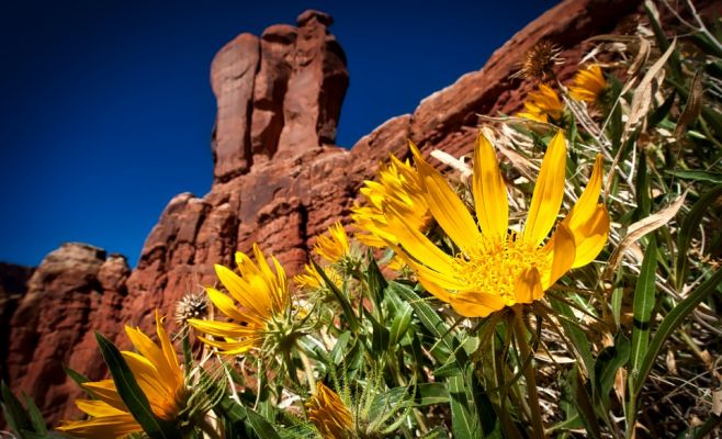 Американское лето в Ботаническом саду