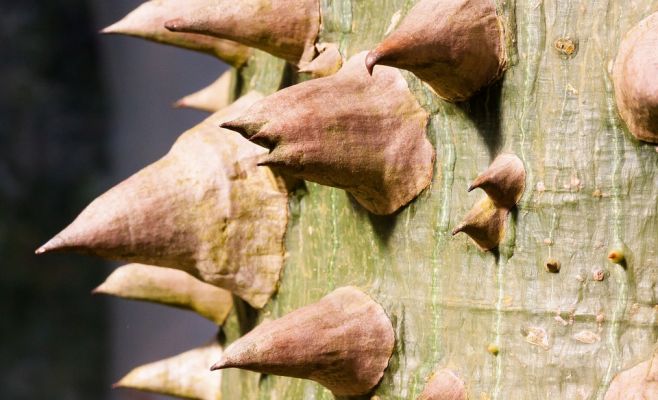 Американское лето в Ботаническом саду