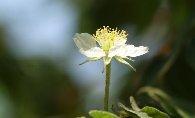 Американское лето в Ботаническом саду