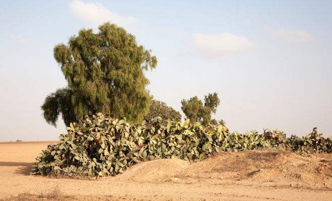 Выставка Орит Ишай «Страна оленей»