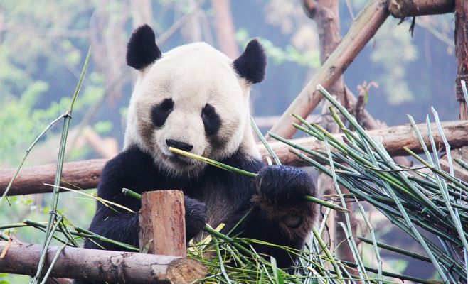Панды из Китая вскоре переедут в Прагу