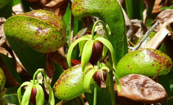 Выставка плотоядных растений