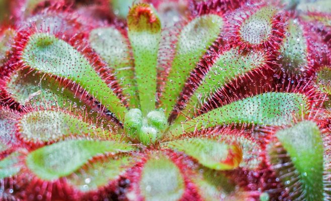 Выставка плотоядных растений