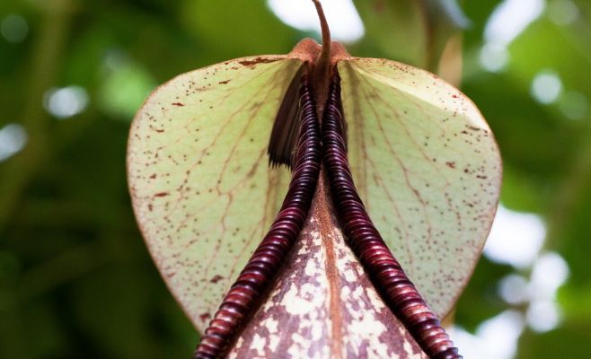 Выставка плотоядных растений