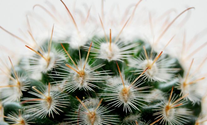 Кактусы и прочие суккуленты