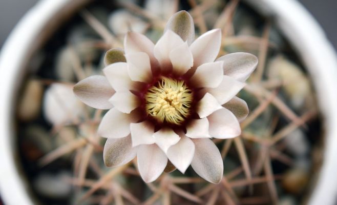 Кактусы и прочие суккуленты