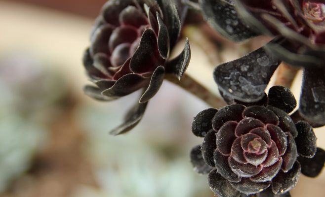 Кактусы и прочие суккуленты