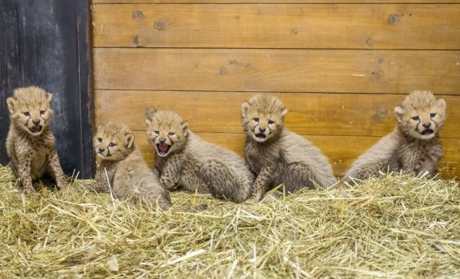 В Пражском зоопарке пополнение — 5 котят гепарда