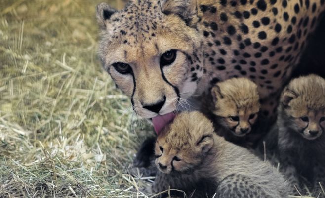 В Пражском зоопарке пополнение — 5 котят гепарда