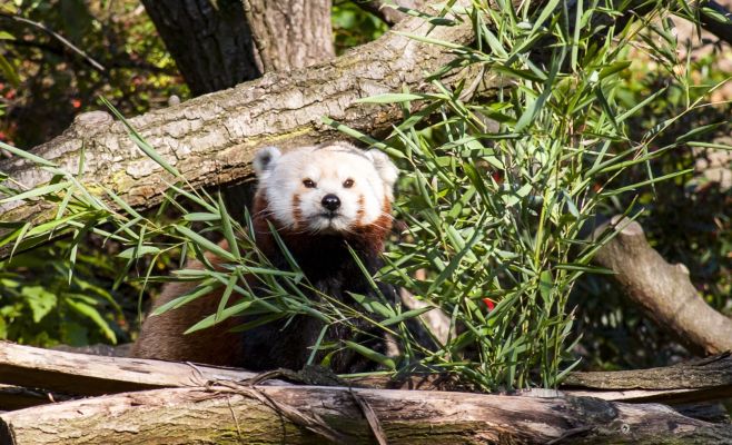 Пражский зоопарк приглашает познакомиться с новой красной пандой и отметить Всемирный день змей в воскресенье
