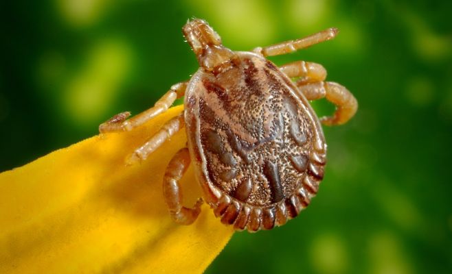 Внимание! В Крчском лесу в Праге клещи, заражённые энцефалитом