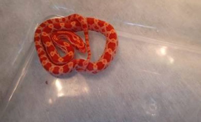 Полицейские поймали сразу трёх змей, ползающих по улицам Праги