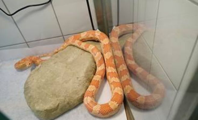 Полицейские поймали сразу трёх змей, ползающих по улицам Праги