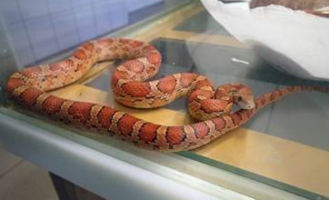 Полицейские поймали сразу трёх змей, ползающих по улицам Праги