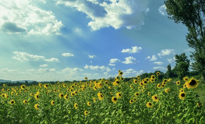 В Чехию идет жара