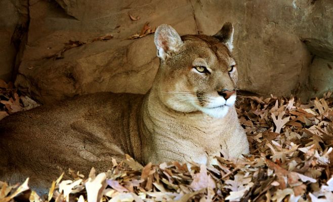 Полиция поймала сбежавшую из пражского зоопарка пуму