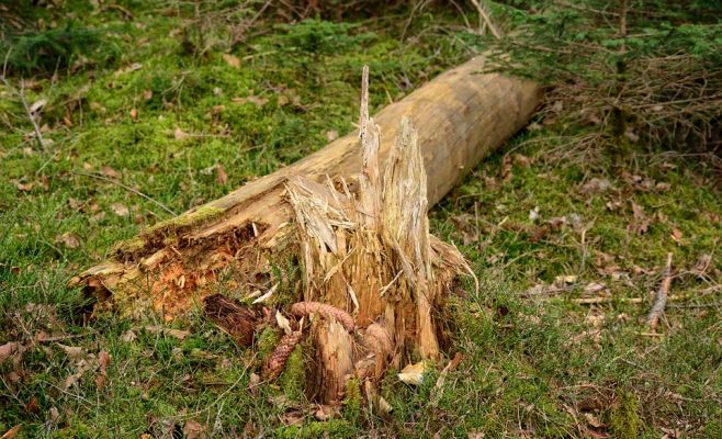 Сильный ветер валил деревья, движение поездов было остановлено