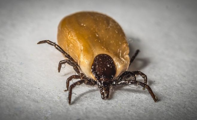 В Чехии обнаружен возможный очаг распространения клещевого энцефалита