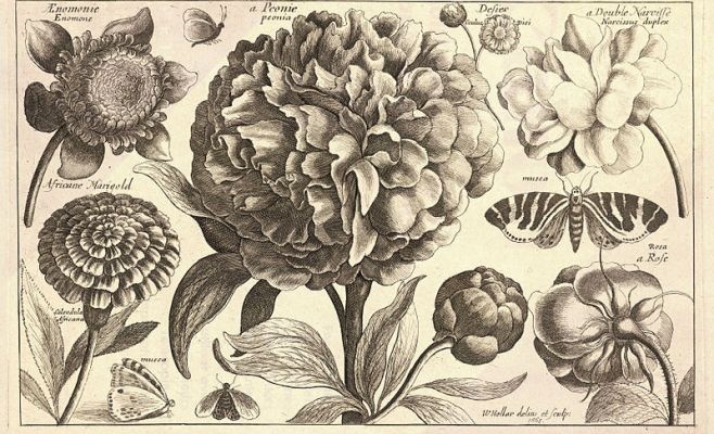 Выставка работ Вацлава Холлара