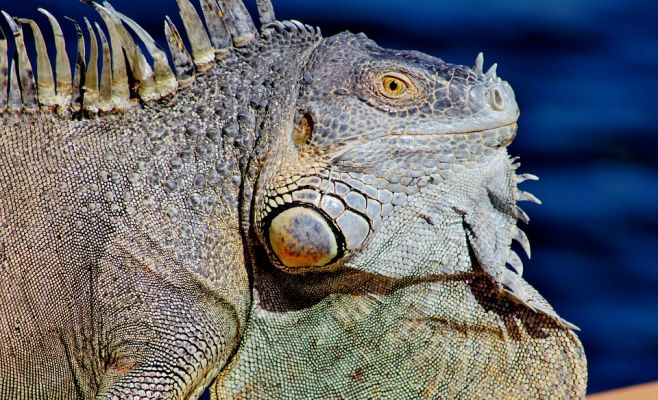 Пражские пожарные спасли игуану