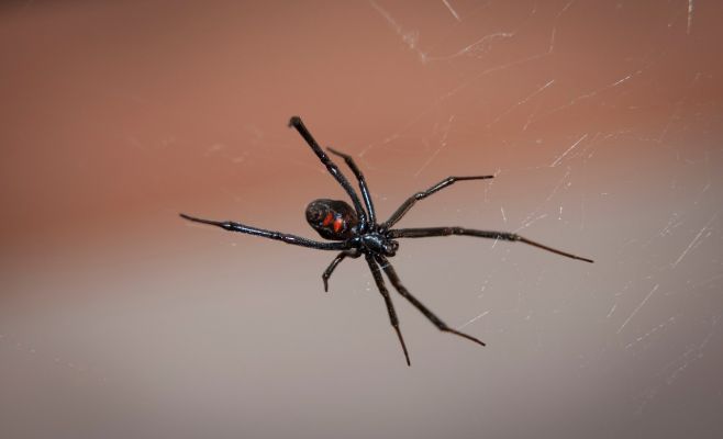 Смертельно опасный паук черная вдова попал в Чехию