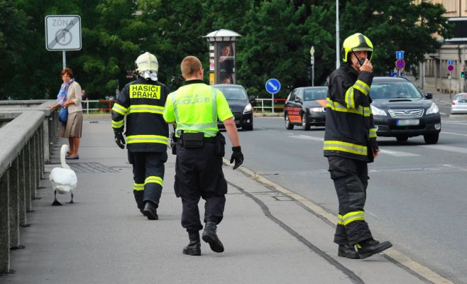 Мост в центре Праги перекрыли из-за лебедя